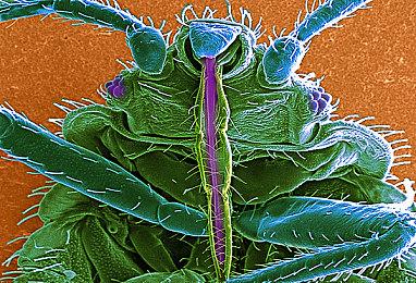 NVIDIA开源Audio2Face模型及SDK